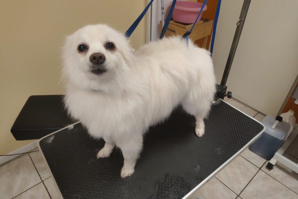 Soins de toilettage pour animaux à Houdain